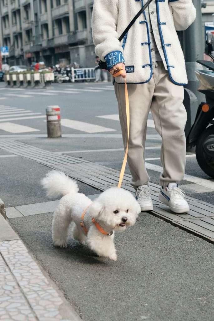 Ein Mann führt einen kleinen weißen Hund an der Leine spazieren